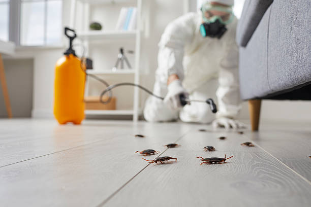 Commercial Kitchen Cockroach Control in Wolcottville